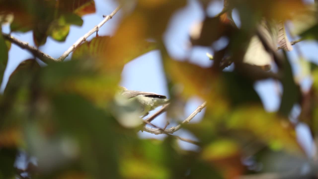 的太阳鸟视频素材