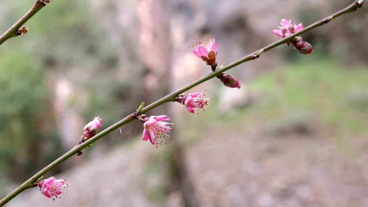 盛开的树枝上有粉红色的樱花视频下载