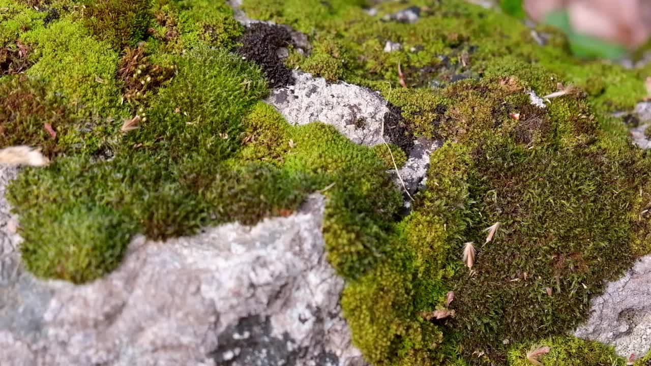 石头上绿色和棕色苔藓的特写视频下载