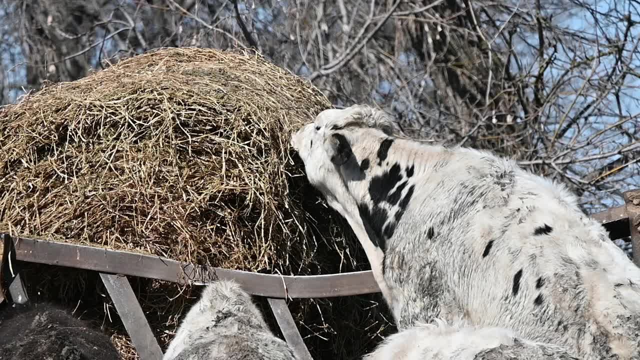 吃干草的公牛视频素材