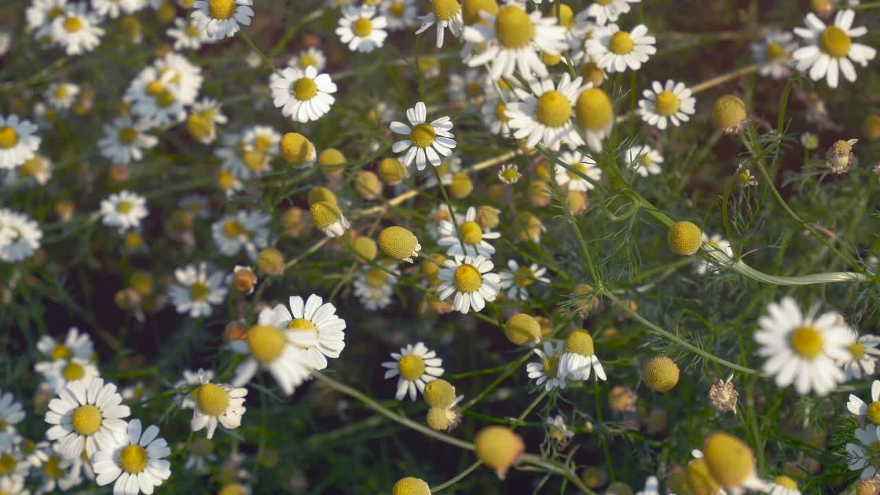 野雏菊盛开的田野。白色花瓣与黄色花粉在绿叶草甸背景。视频素材