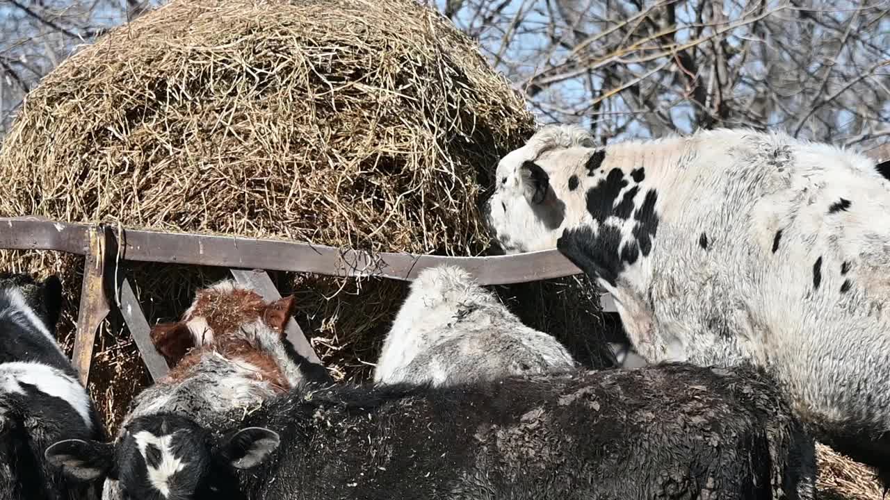 饿牛吃干草视频素材