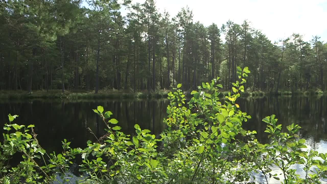 森林湖泊景观视频素材