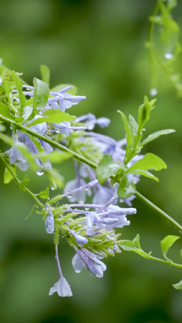 宁静、放松、清新，柔和的雨水喷洒着一株淡紫色的小花。4K镜头，垂直格式视频素材