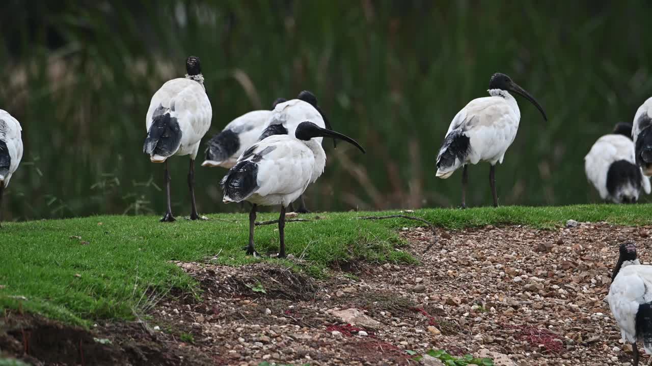 白鹮 (Threskiornis moluccus)视频素材