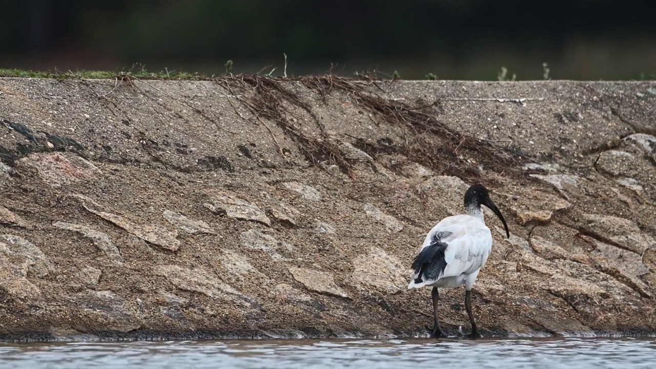 白鹮 (Threskiornis moluccus)视频素材