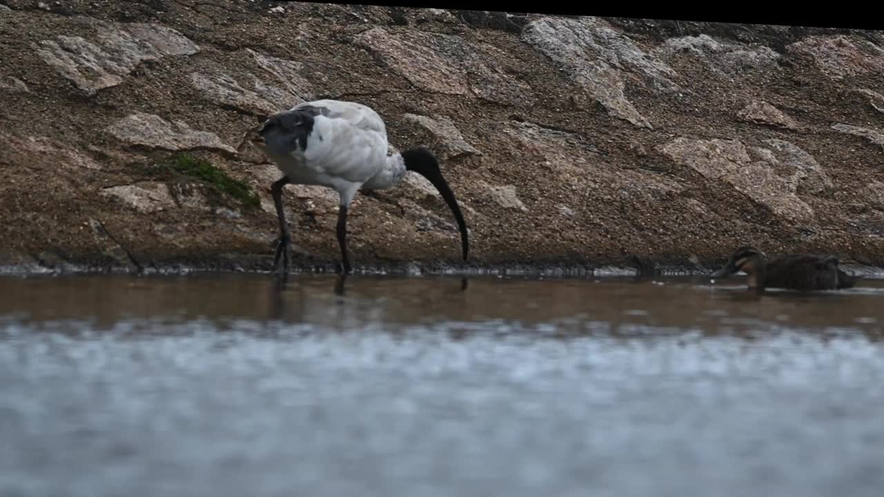 白鹮 (Threskiornis moluccus)视频素材