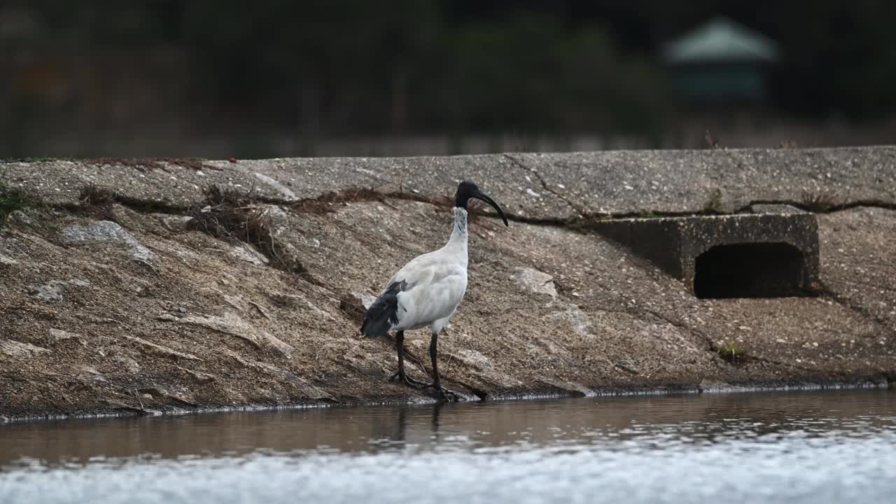 白鹮 (Threskiornis moluccus)视频素材