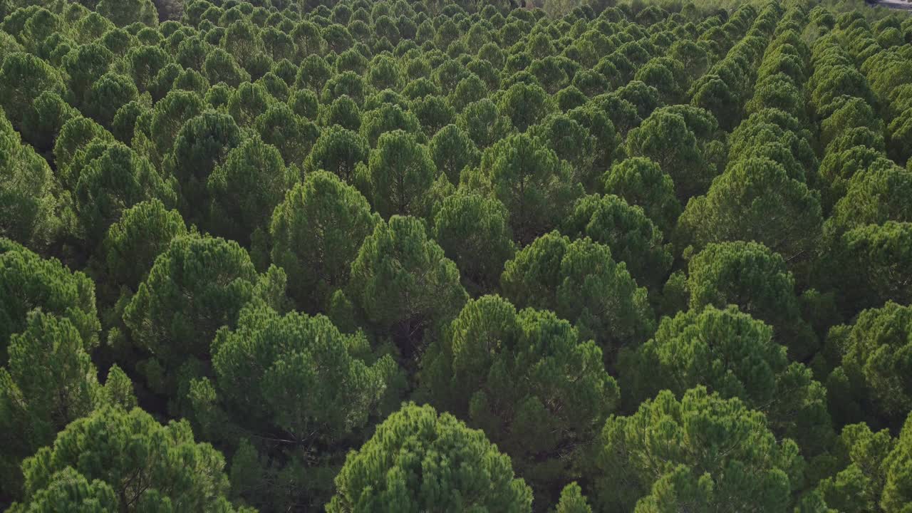 鸟瞰图，松树林成排的完整画面。视频素材