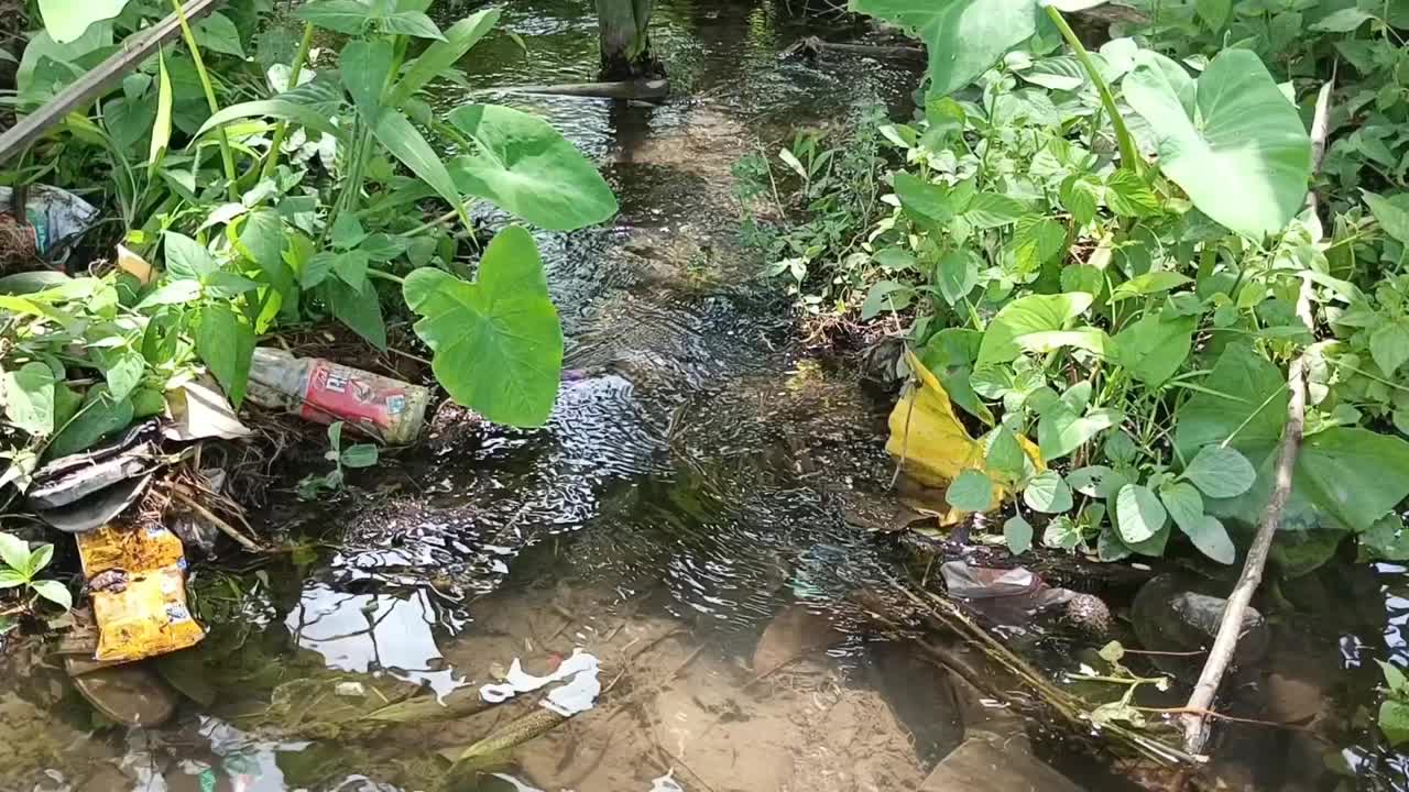 灌溉稻田流水视频素材