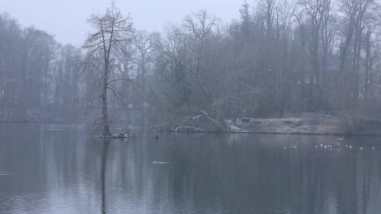 在一个有湖的雪域公园里，野生鸟类的冬季景观视频下载