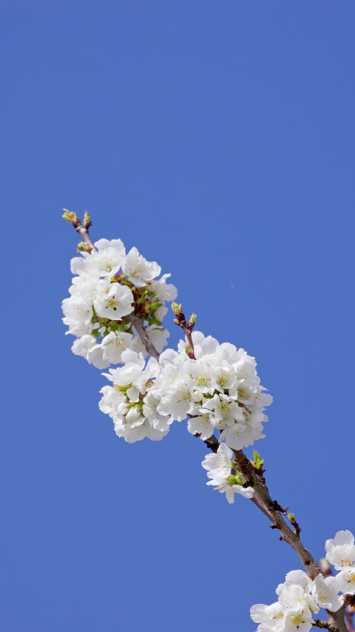 樱花视频素材