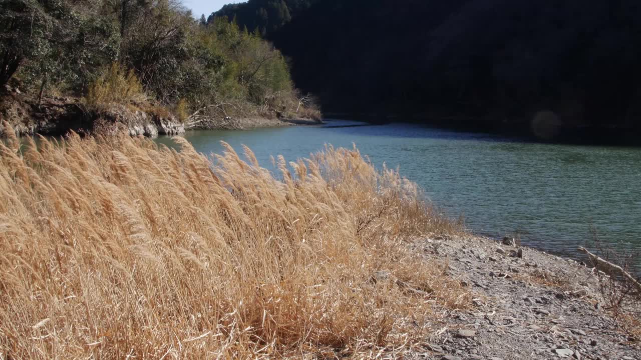 在一个刮风的日子里，一条河流流过森林的4K镜头视频素材