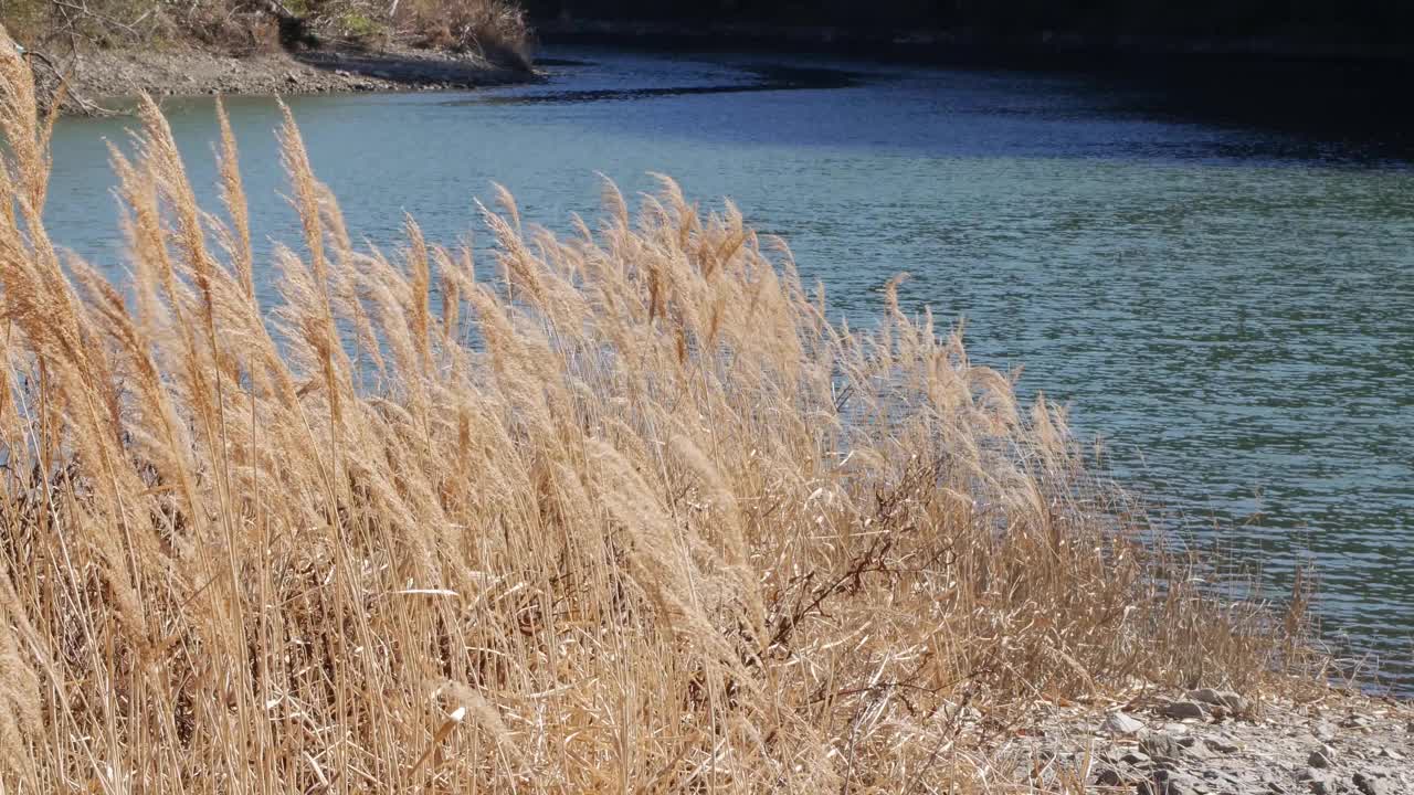 在一个刮风的日子里，一条河流流过森林的4K镜头视频素材