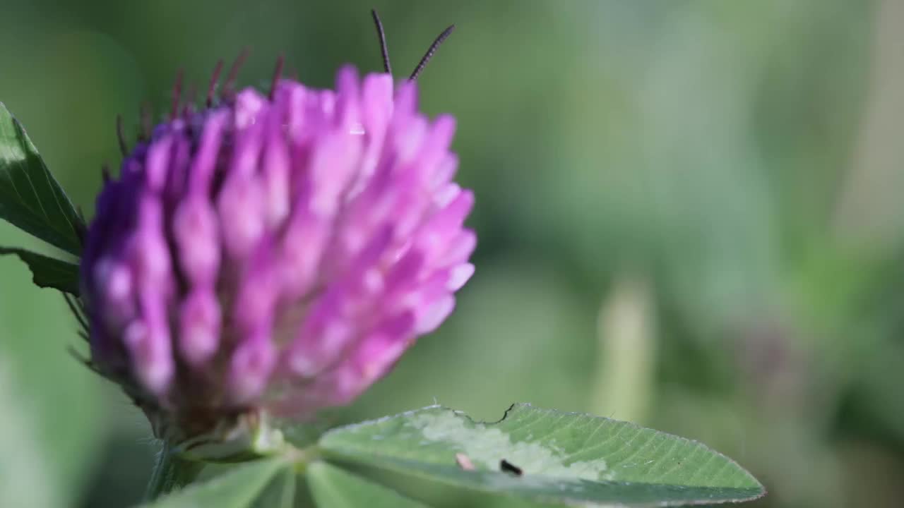 有选择性地聚焦在公园里一朵美丽的紫色花上的小虫子的镜头视频素材