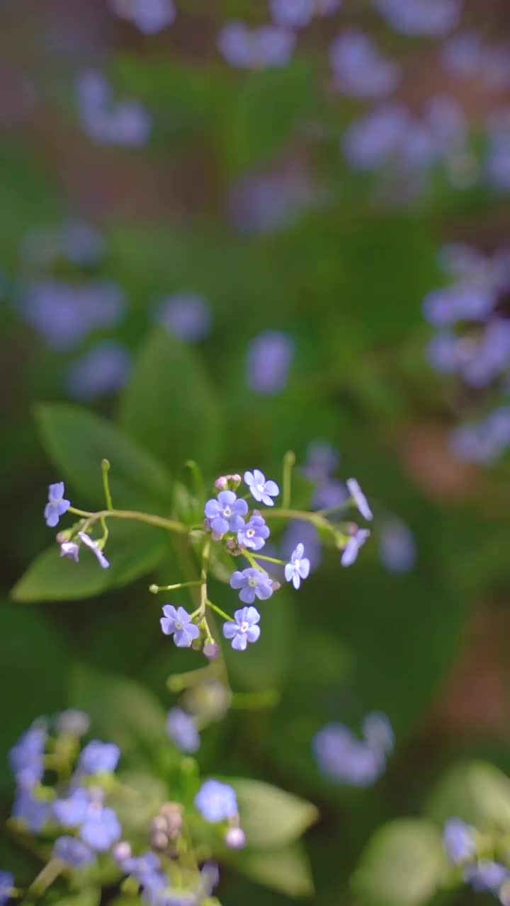 蓝色花朵的垂直视频视频素材