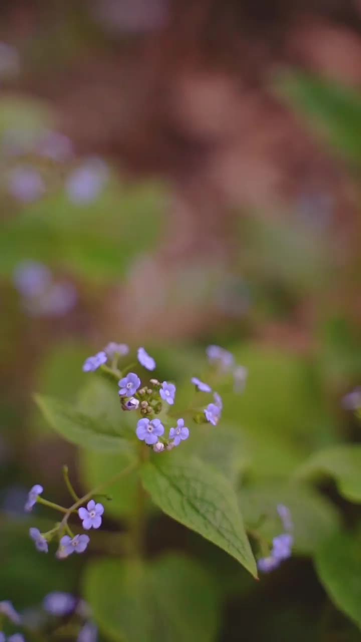 蓝色花朵的垂直视频视频素材