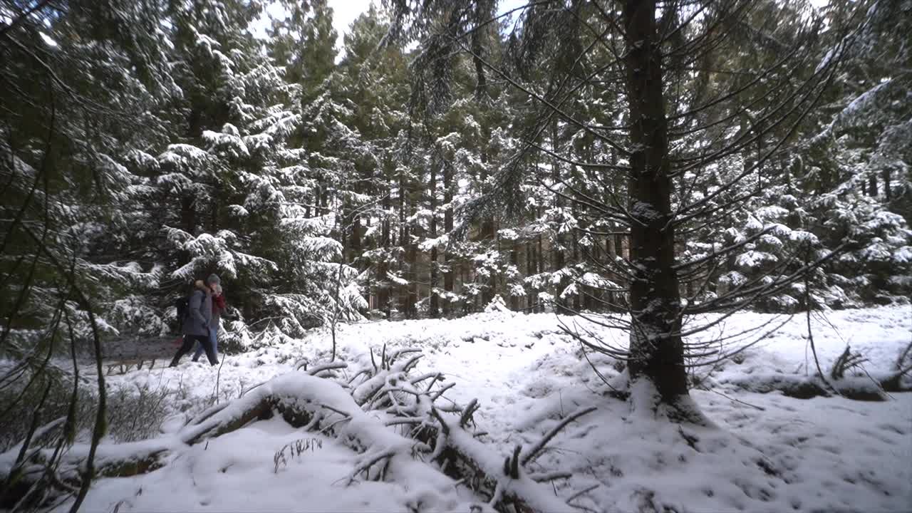 美丽的森林风光，许多冷杉树被雪覆盖。在寒冷的冬天徒步旅行视频素材