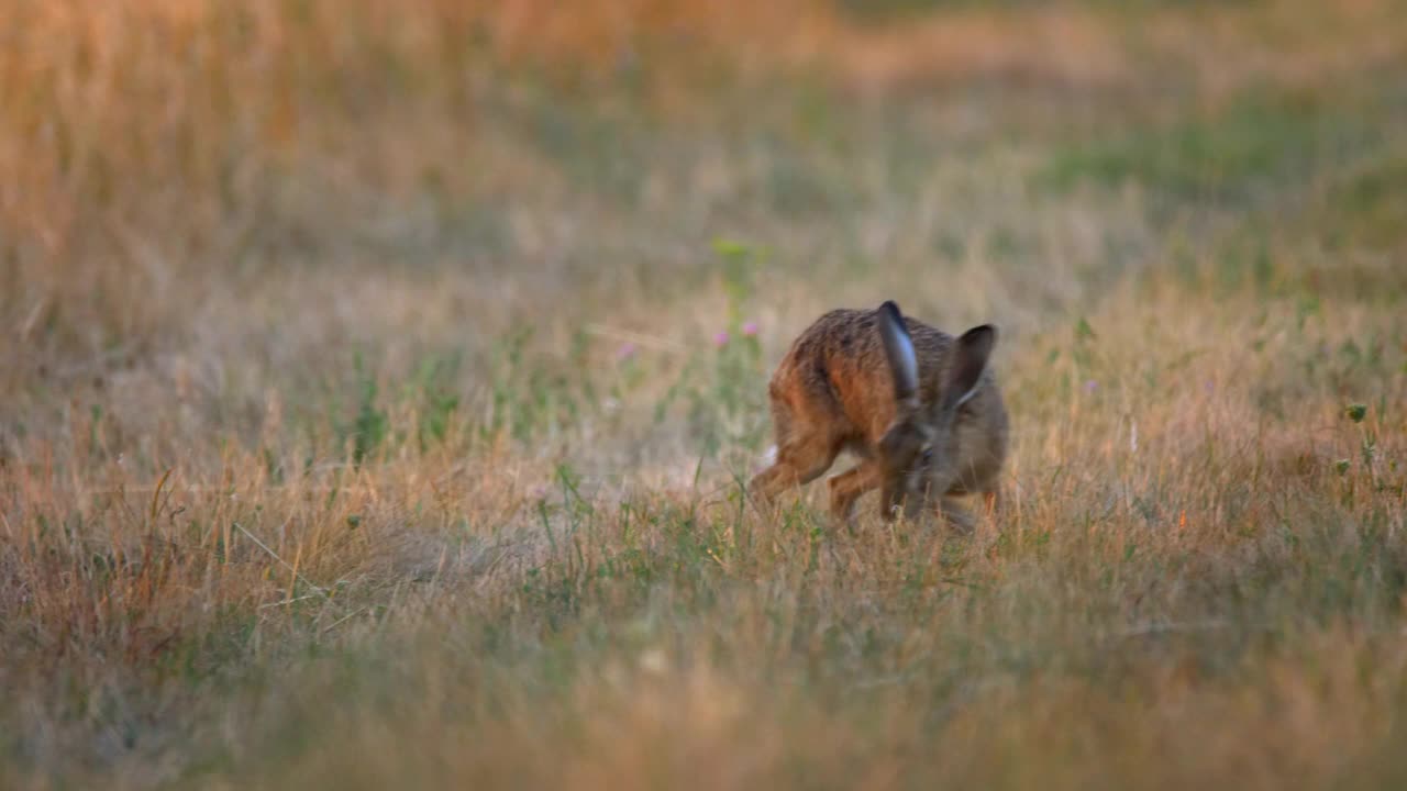 一只欧洲野兔在干燥的草地上的特写视频下载