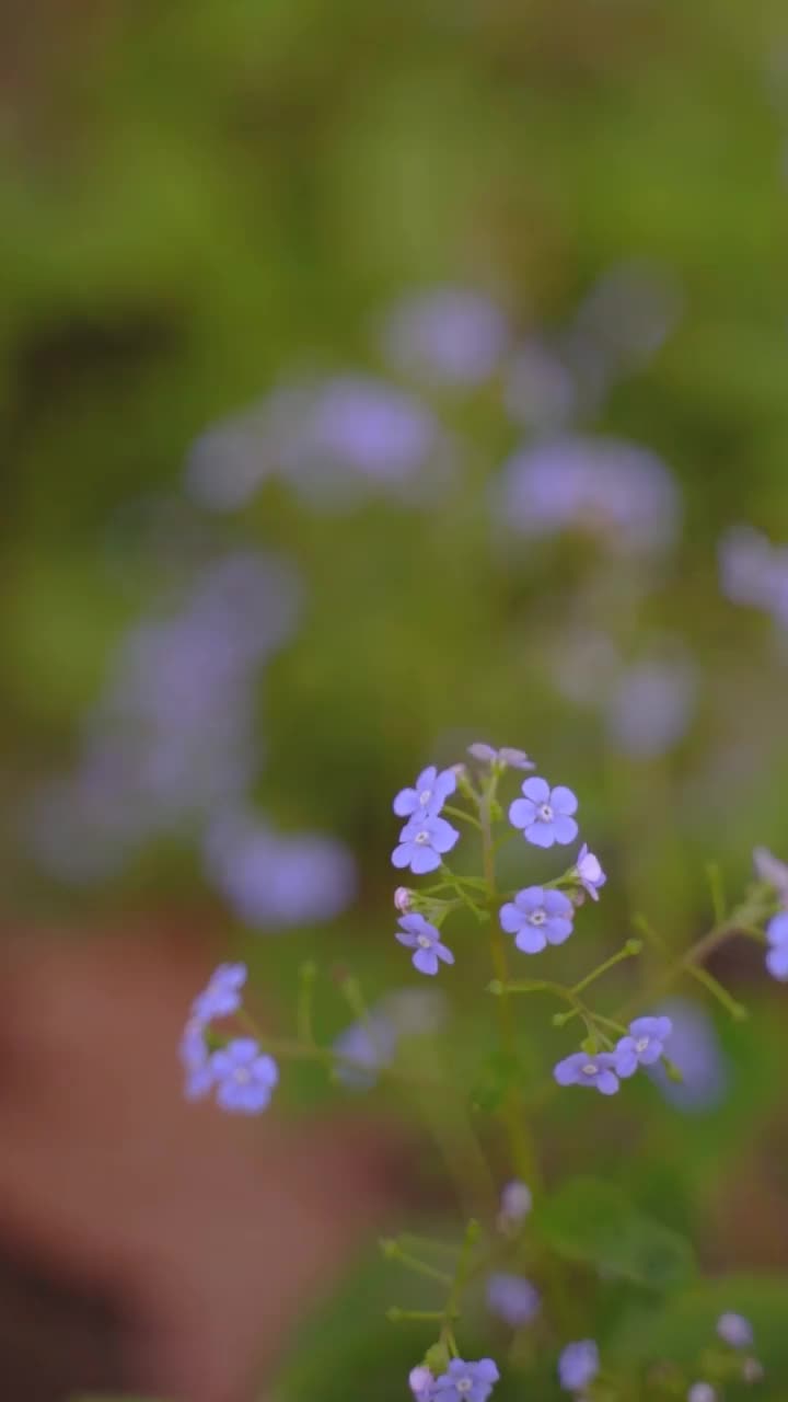 蓝色花朵的垂直视频视频素材