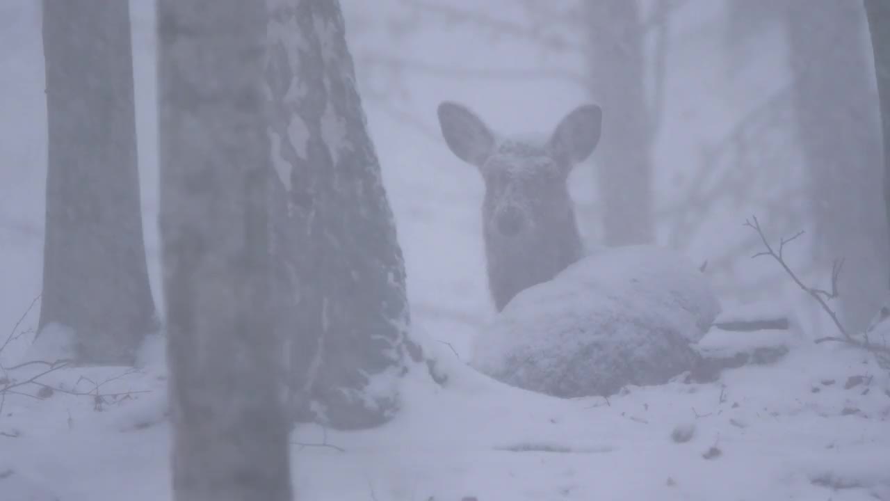 雪中树林里的雌梅花鹿。视频下载