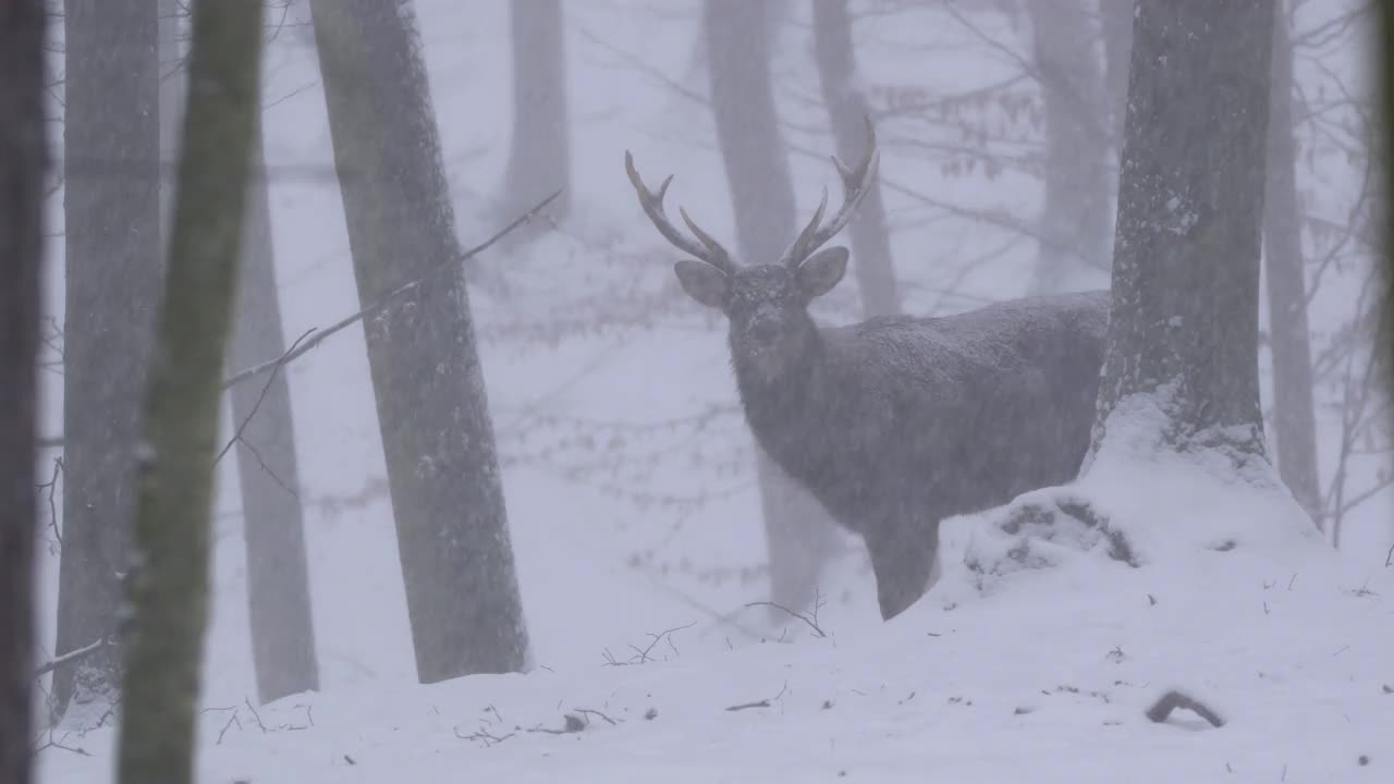 雄性梅花鹿，雪中森林里的鹿。视频素材