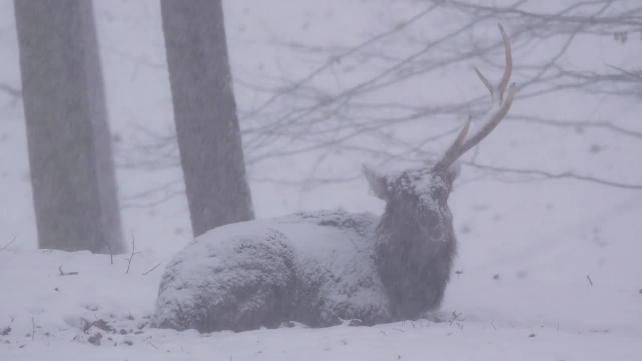 雪中森林里的一只鹿角雄梅花鹿。视频素材