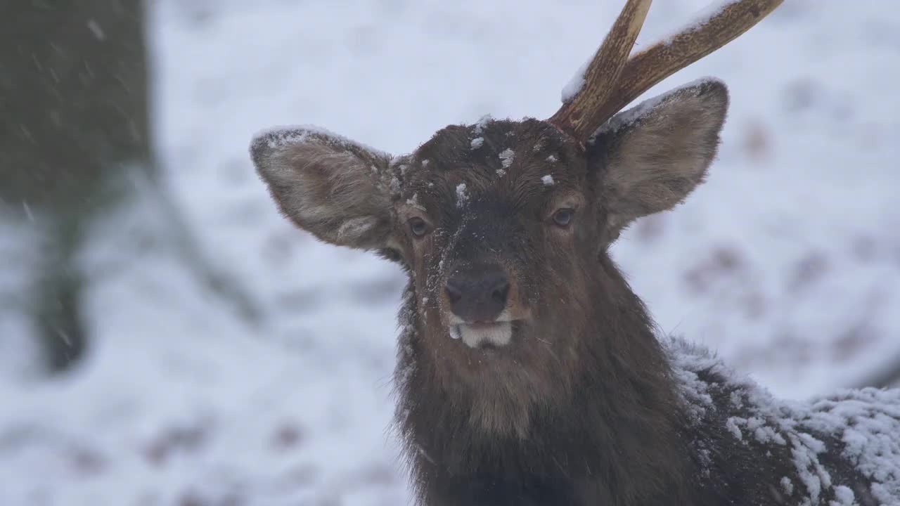 雪中森林里的一只鹿角雄梅花鹿。视频下载