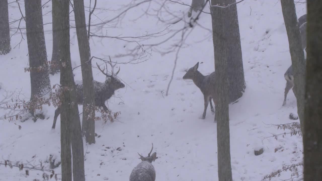 一群梅花鹿，日本鹿在下雪的森林里。视频下载