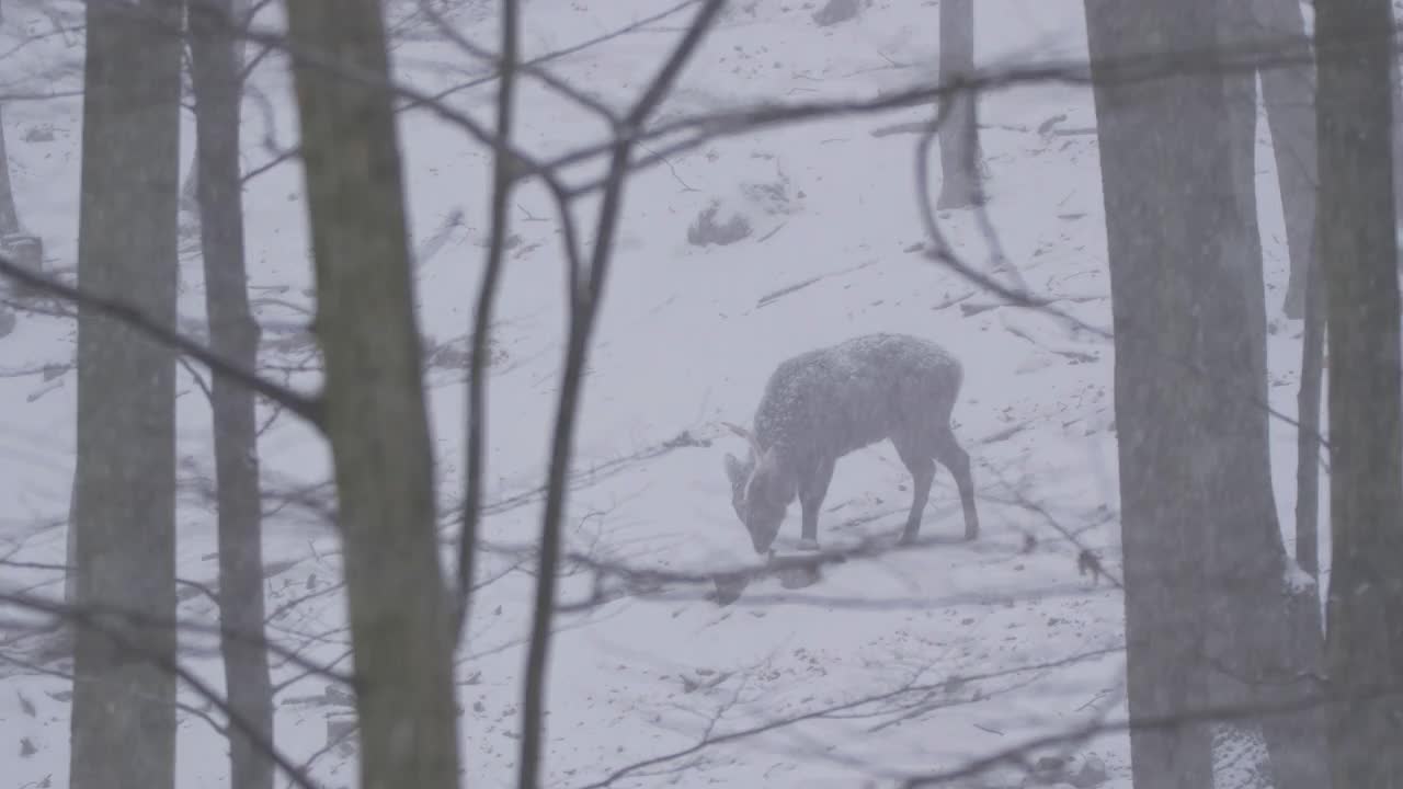 雪中森林里的一只鹿角雄梅花鹿。视频素材