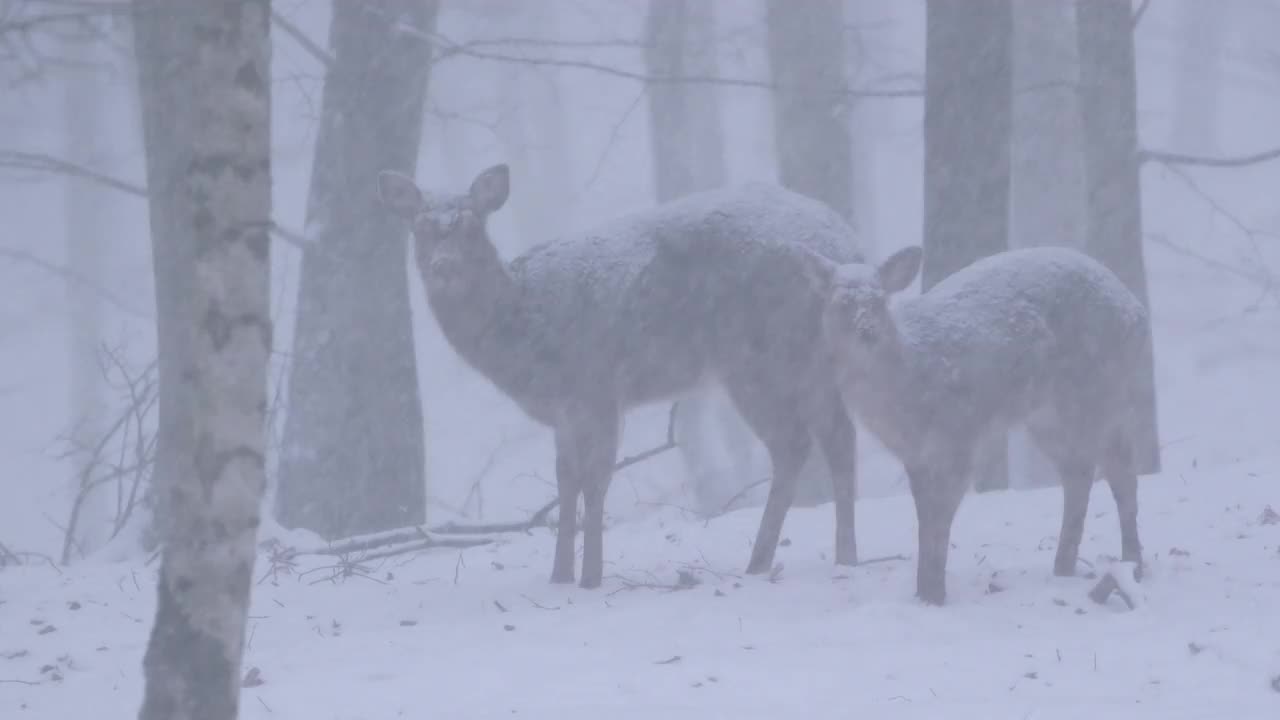 梅花鹿、鹿茸在下雪的森林里。母鹿和小鹿。视频素材