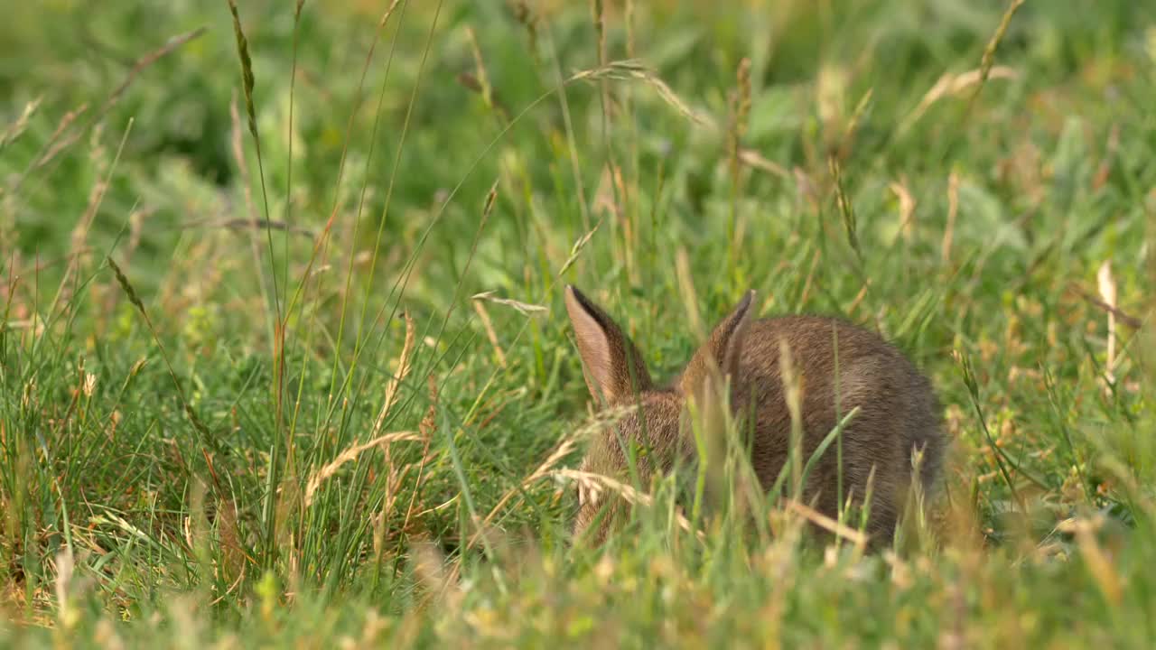 绿色草地上欧洲兔的特写。视频下载