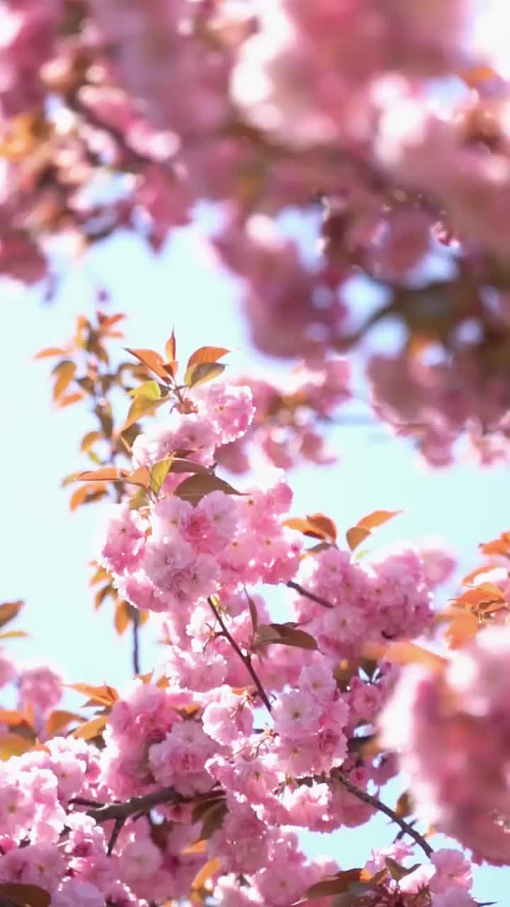 樱花的垂直视频视频素材