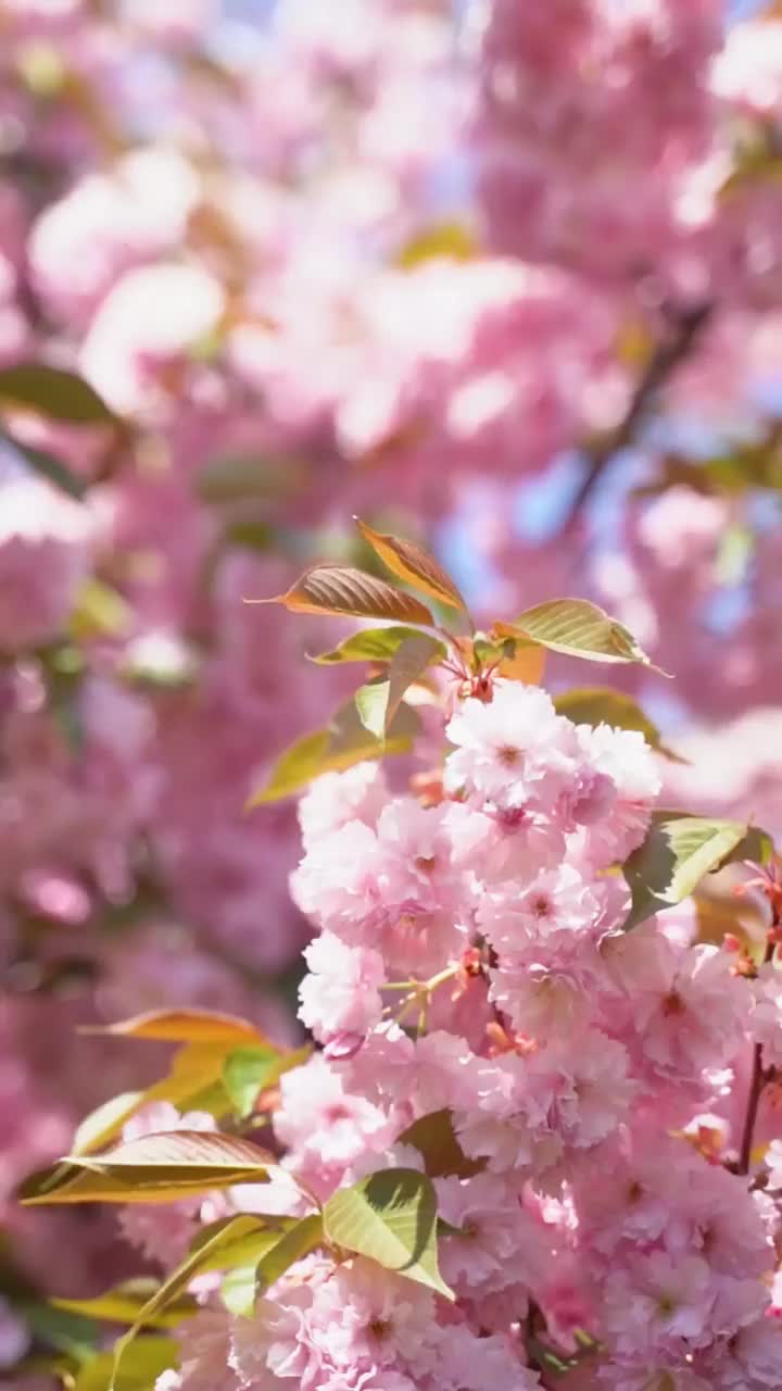 樱花的垂直视频视频素材