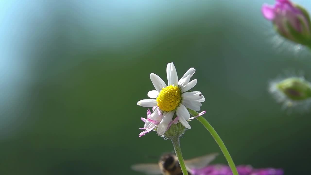 雏菊花上的蜜蜂视频素材