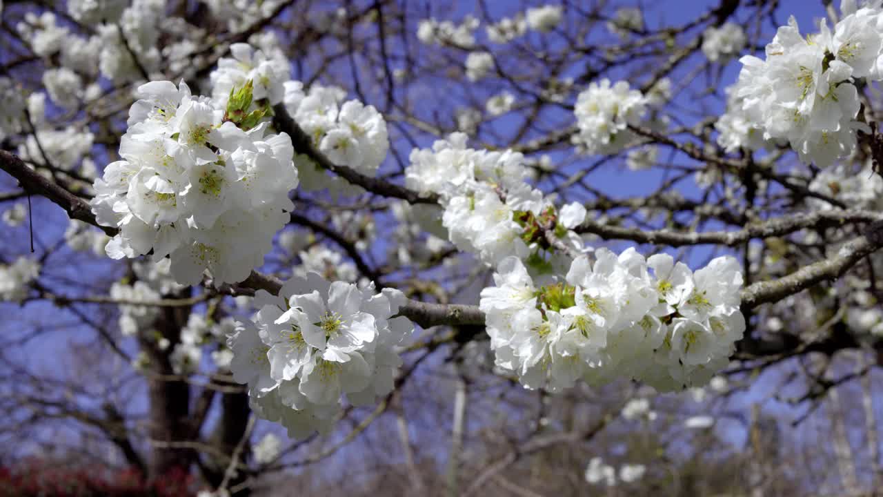 樱花视频素材