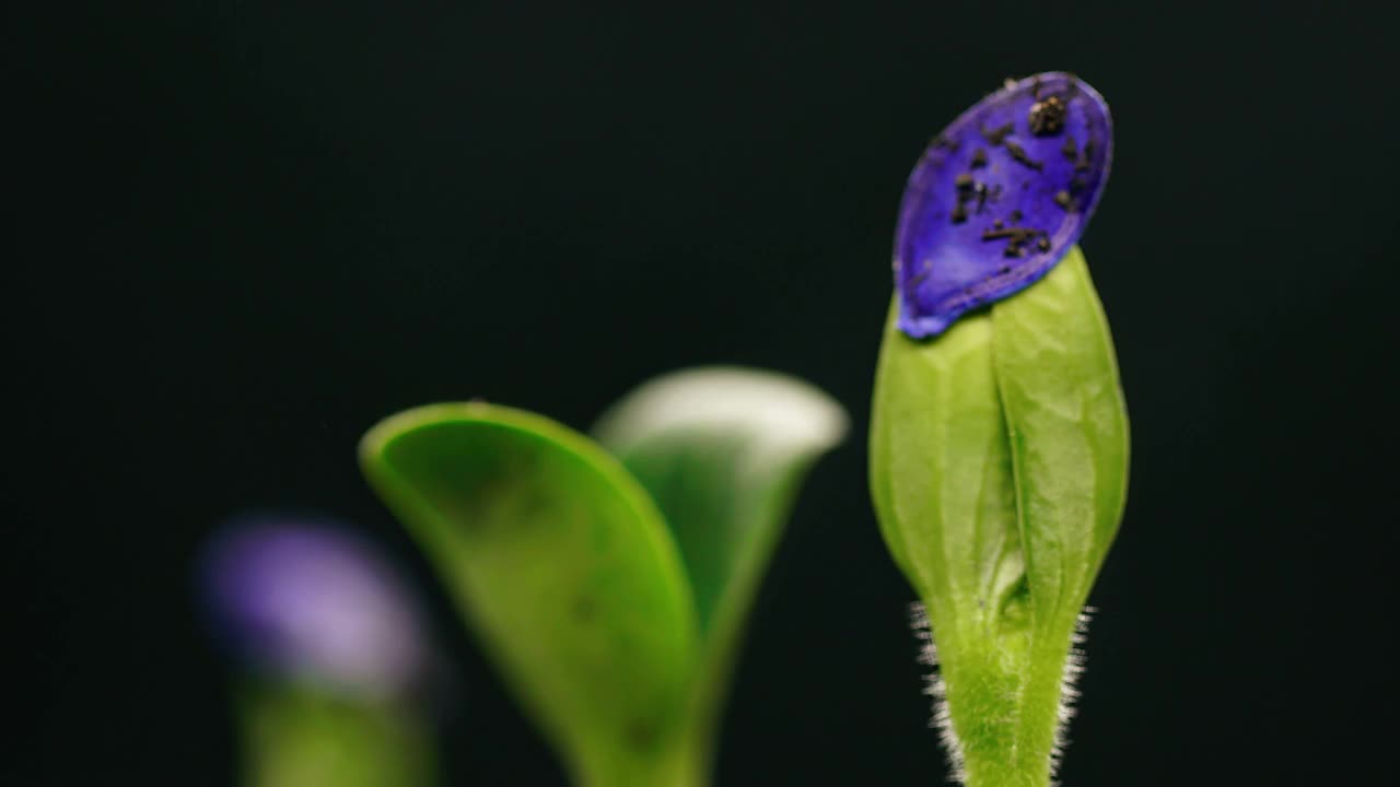 春天时光流逝，生长的小植物，开花落籽，从萌芽，孤立在黑色的背景，发芽的过程自然绿色的世界视频素材