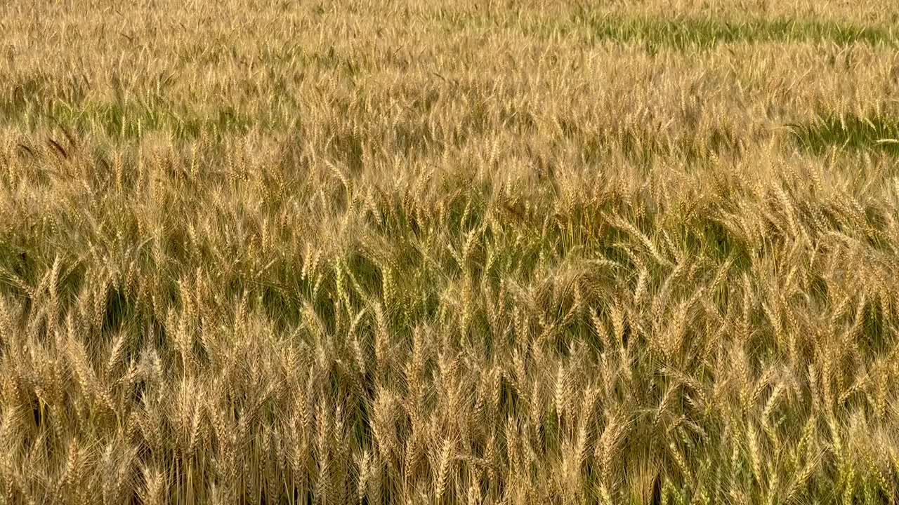 麦田里，麦穗在和风中摇曳。金色的耳朵在风中慢慢摇摆。夏季麦田成熟的景象。农业产业。视频素材