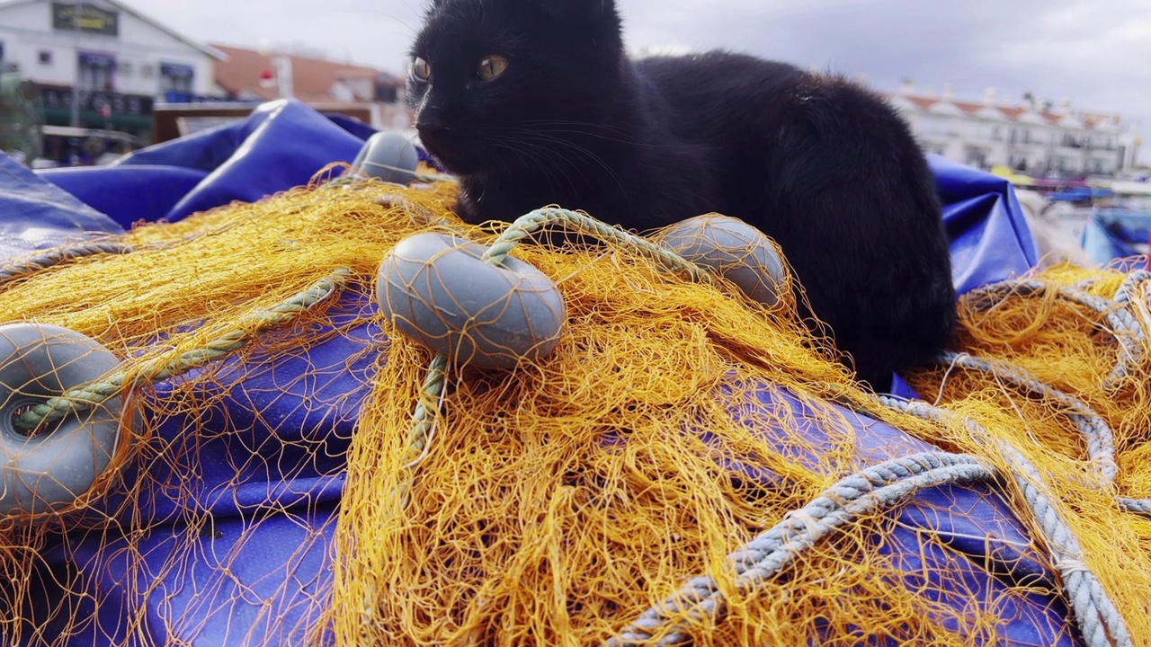 渔网上的黑猫视频下载