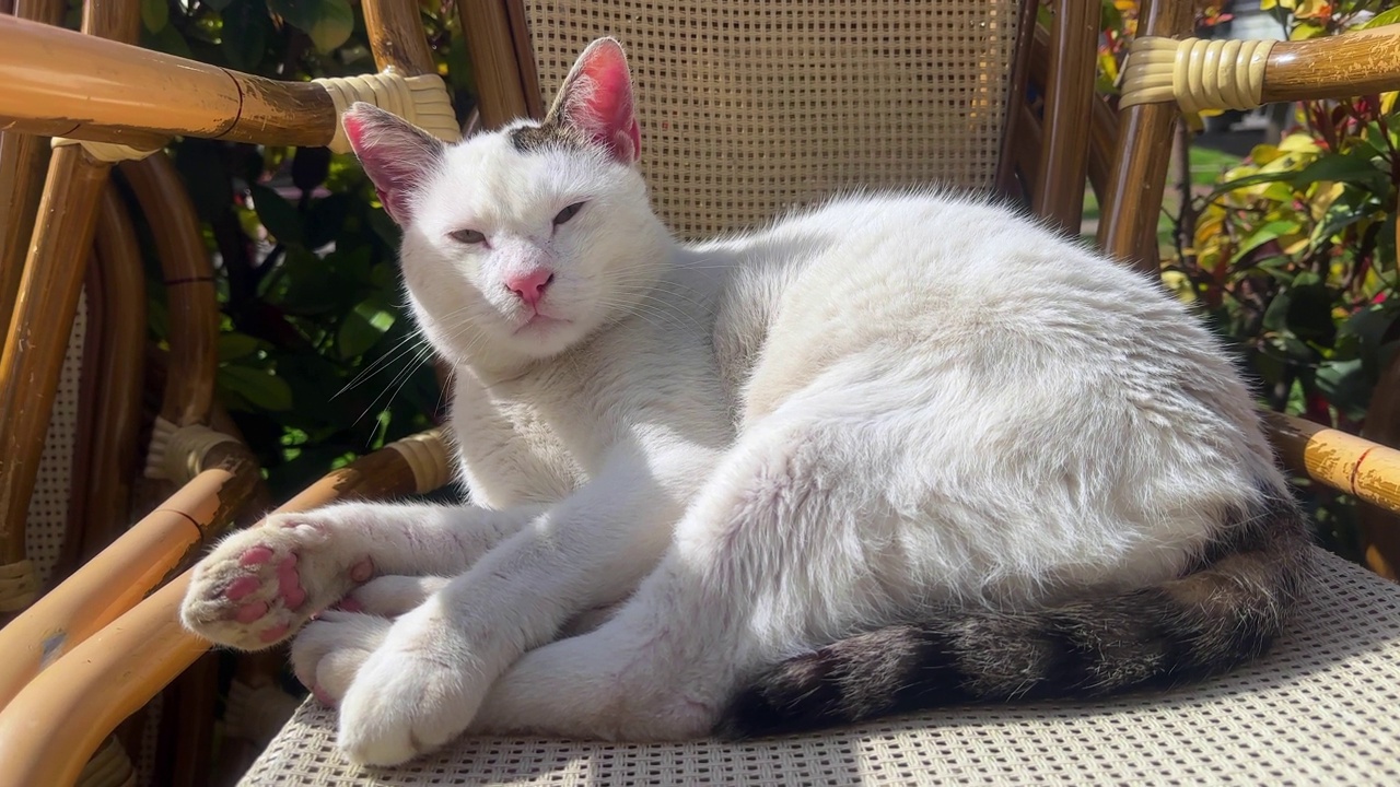 平静和和平的动物甜猫视频素材