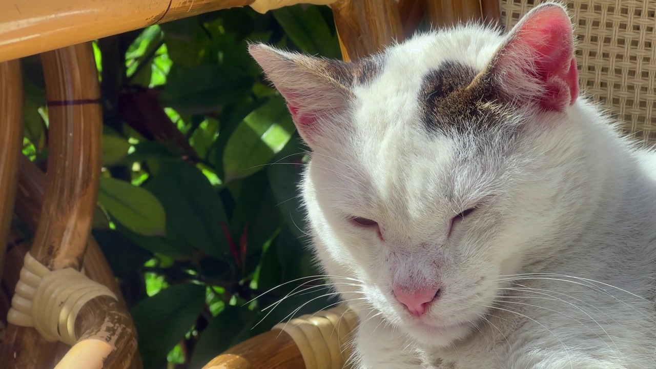 平静和和平的动物甜猫视频素材