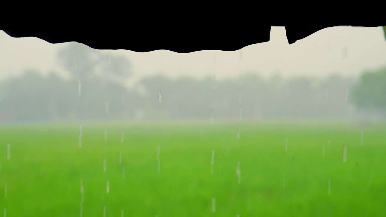 农村有机农场雨风背景下的稻田景观视频素材