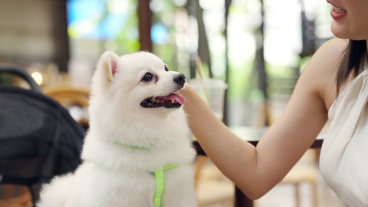 4K亚洲妇女在宠物友好餐厅与博美犬玩耍。视频素材