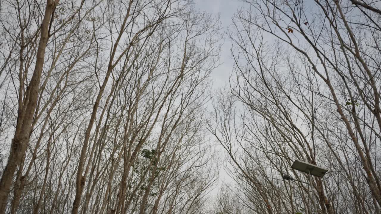 在多云和天空的背景下，秋天树木裸露的无叶树枝孤立地生长在室外。视频素材