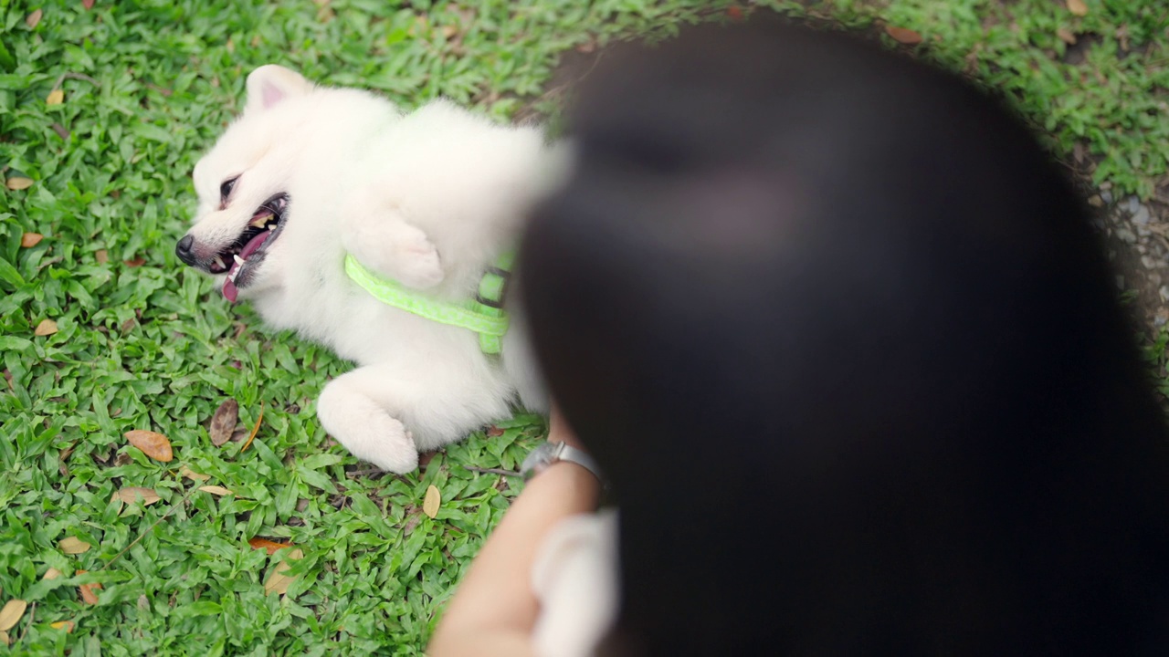 4K亚洲妇女在宠物友好餐厅与博美犬玩耍。视频素材