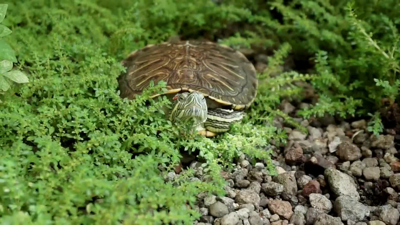 草丛里的红耳龟。视频素材