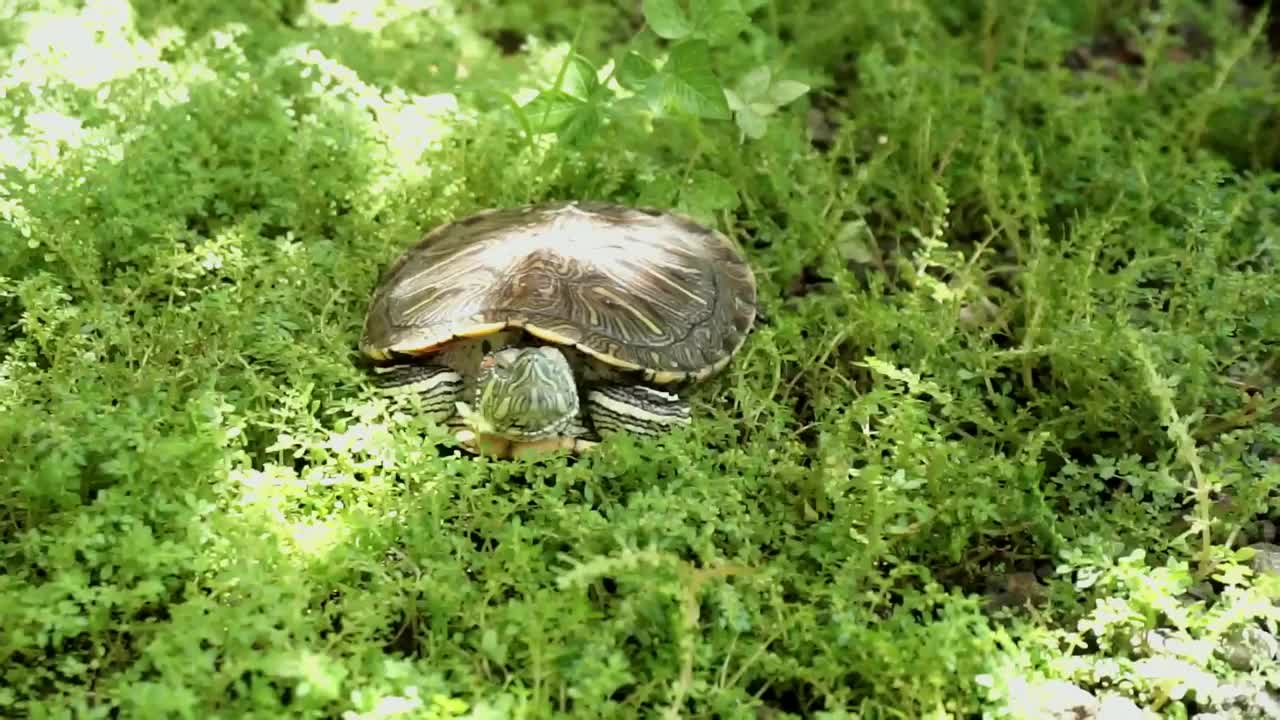 草丛里的红耳龟。视频素材