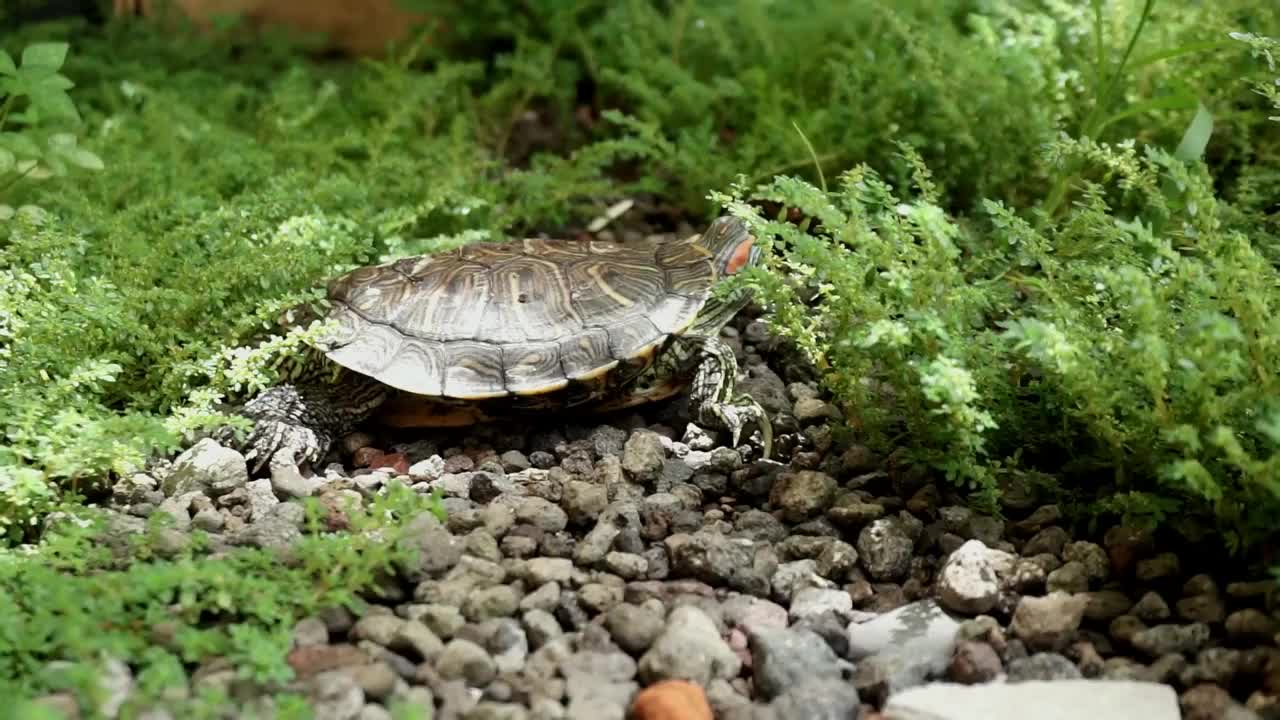 草丛里的红耳龟。视频素材