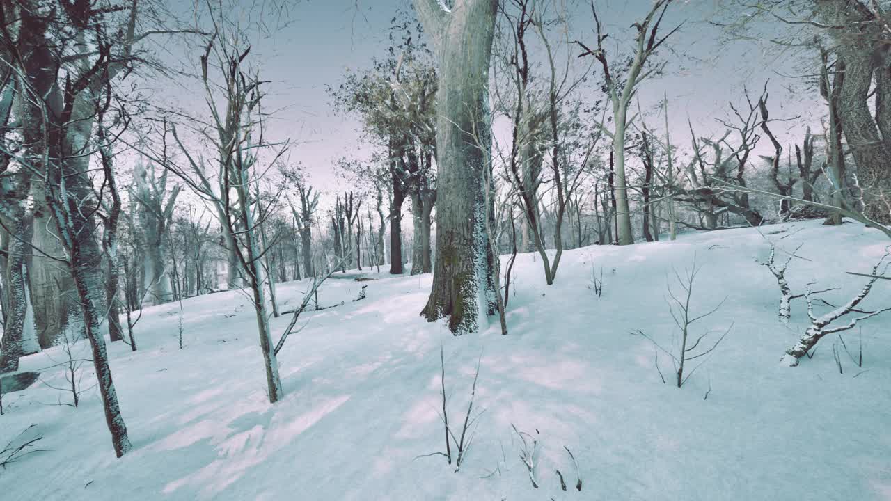 松树林的冬季景观，阳光透过树木视频素材