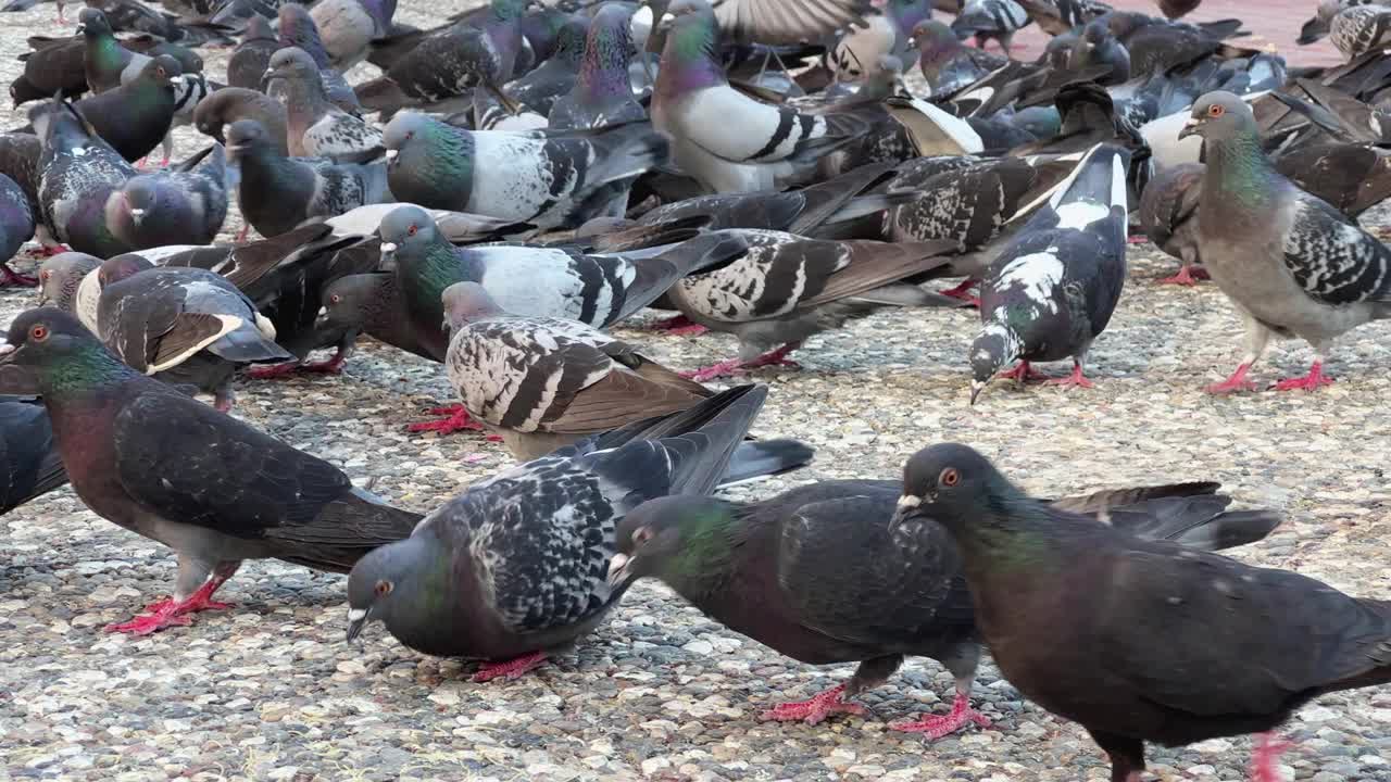 一群动物鸟类鸽子在石头地上进食视频素材